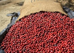 Giá cà phê hôm nay 11/10: Robusta tăng tới 50% kể từ đầu năm, lý do đà tăng chưa thể dừng