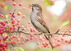 Gió lạnh về, 4 con giáp đón mùa đông ấm khi công việc suôn sẻ, ngân khố sung túc