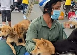 Vụ đàn chó về quê tránh dịch cùng đôi vợ chồng nghèo bị tiêu hủy: Luật sư lên tiếng