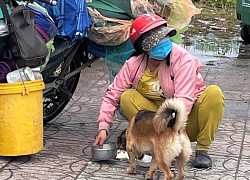 Vụ tiêu hủy chó ở Cà Mau: Chưa có bằng chứng nói động vật nhiễm COVID-19 lây sang người