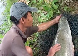 Đang ngồi trên bờ câu cá, anh chàng bị lôi thẳng xuống ao trong 3 giây, nhìn kích thước con "thuỷ quái" ai cũng hãi hùng