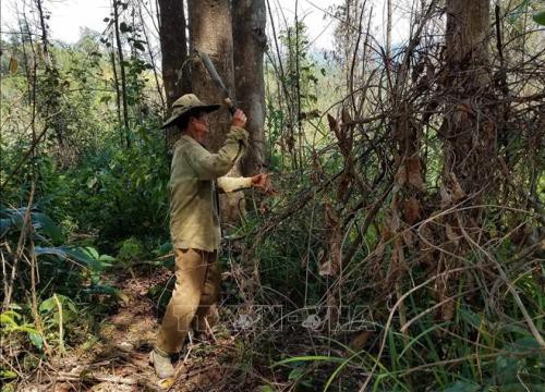 Kon Tum: Thực hiện tốt chính sách chi trả dịch vụ môi trường rừng