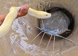 Mang con trăn 'khủng' ra đồng, nam thanh niên cho nó chui vào lỗ nhỏ: Kết quả nằm ngoài dự đoán!