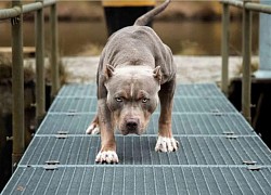 Người đàn ông bị chó pitbull cắn chết