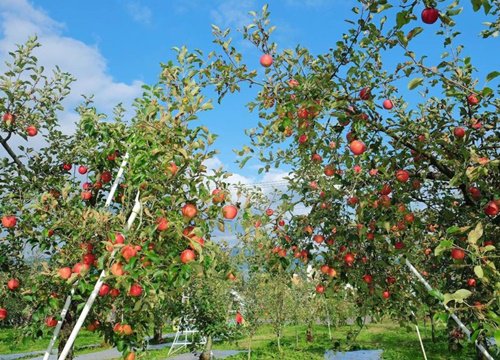 Vào vườn táo trĩu quả đẹp như cổ tích, vừa ngắm vừa ăn thả ga hết 100 ngàn đồng