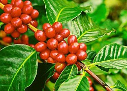 Giá cà phê hôm nay 16/10, Robusta đứng vững ở mức cao, có tin vui cho người trồng cà phê