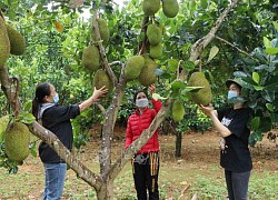 Mô hình làm làm kinh tế giỏi của phụ nữ Lai Châu