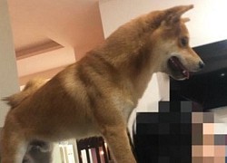 Chó Shiba lặng lẽ ngồi ngoài ban công suốt đêm, chủ gọi cũng không vào, sáng hôm sau cô chủ mới ngỡ ngàng: Nó đã bị dày vò cả đêm!