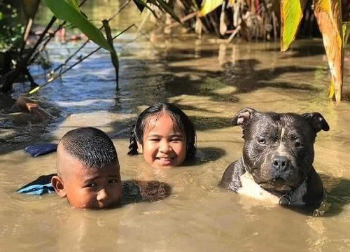 Hài hước biểu cảm "khó ở" của Pitbull khi sen bắt đi bơi