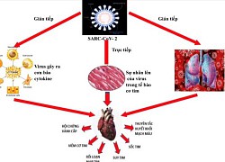 nCoV làm tổn thương trái tim thế nào