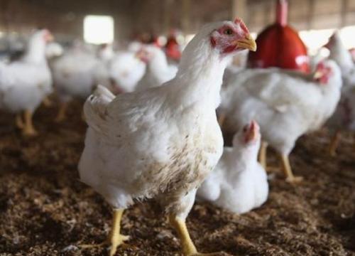 Bùng phát cúm gia cầm H5N1 tại Italy