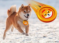 Lý do giá coin Shiba Inu tăng liên tục