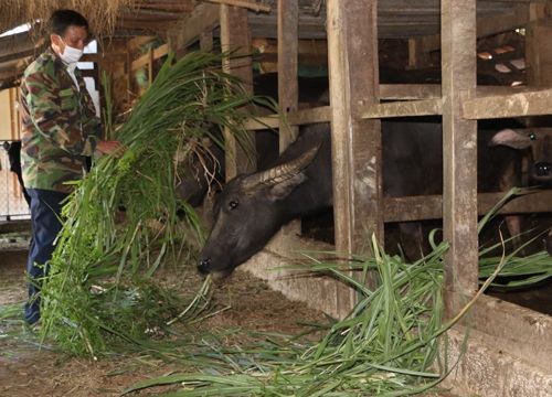 Người chăn nuôi Hà Tĩnh linh hoạt ứng biến với tình hình dịch bệnh