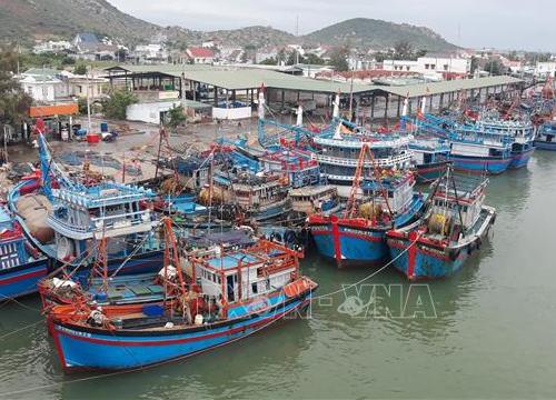 Ninh Thuận: Kêu gọi tàu thuyền khẩn trương vào bờ, tránh trú an toàn