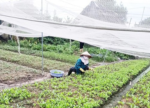 Trường chưa mở cửa, giáo viên mầm non phải vất vả mưu sinh