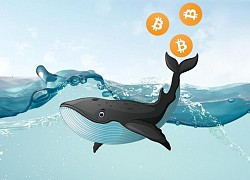 Tỷ lệ 'cá voi' nắm giữ Bitcoin cao nhất trong lịch sử