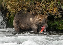 Cuộc thi kỳ lạ tìm kiếm đệ nhất gấu béo Alaska