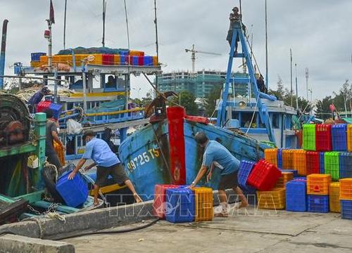 Bình Thuận tạm dừng hoạt động đối với tiểu thương mua bán cá nhỏ lẻ tại 2 cảng cá