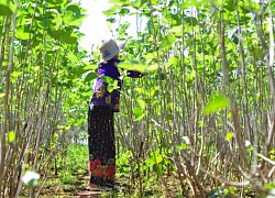 Chuyển mạnh lúa, ngô kém hiệu quả sang dâu tằm