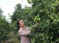 Đoàn công tác của Ban Kinh tế Trung ương khảo sát mô hình kinh doanh, sản xuất nông nghiệp tại tỉnh Sơn La, Hòa Bình