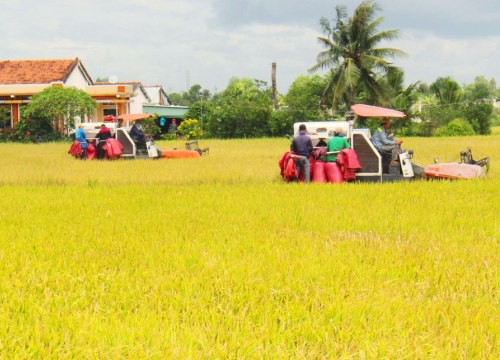 Giá vật tư nông nghiệp tăng cao ảnh hưởng lớn đến vụ lúa Đông Xuân