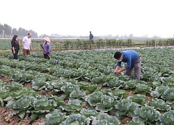 Hải Dương giám sát chất lượng vùng rau an toàn, mở rộng thị trường xuất khẩu