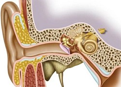 Phát hiện mới: Virus SARS-CoV-2 có thể lây nhiễm sang tai trong