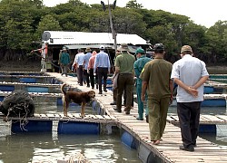 Bà Rịa - Vũng Tàu: Kêu gọi mua hàng trăm tấn cá, hàu cho nông dân trước "lệnh" di dời