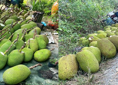 Giá mít Thái hôm nay 28/11: Giá mít ở Sóc Trăng bất ngờ tăng, chăm vườn mít Thái mùa mưa cần lưu ý những gì?