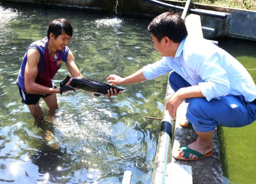 Hà Giang: Nuôi cá lạ hình tàu ngầm trên cao nguyên đá Quản Bạ, nhiều người muốn tới xem