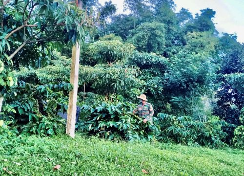 Lạ đời, trồng cà phê kiểu khác người ở tỉnh Đắk Lắk, cỏ dại mọc um tùm trong vườn mà vẫn có thu cao