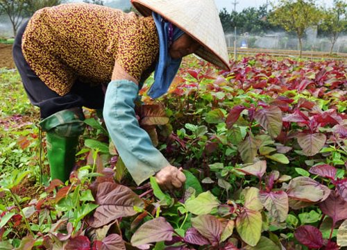 Nông nghiệp Thủ đô: Chủ động xây dựng kế hoạch sản xuất, kết nối thị trường, giải bài toán tiêu thụ