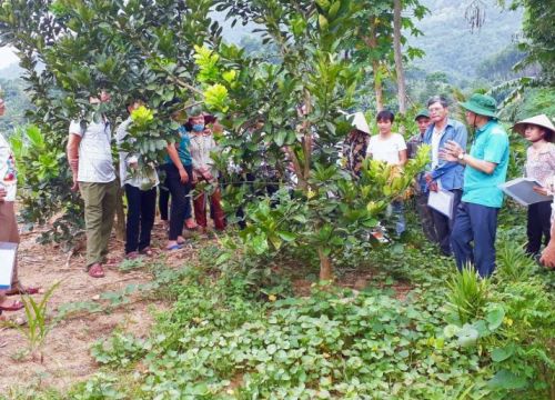 Phú Thọ: Đào tạo nghề cho lao động nông thôn gắn với nhu cầu thực tiễn