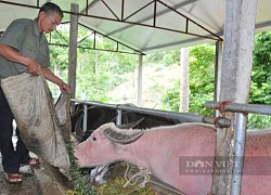 Tuyên Quang: Nông dân Việt Nam xuất sắc 2021 giúp hàng nghìn hộ phát tài nhờ nghề nuôi trâu, nuôi bò vỗ béo