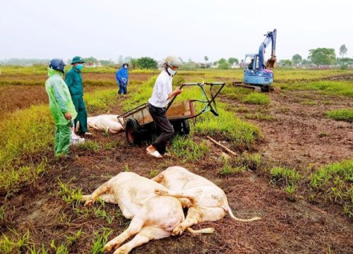 Dịch tả lợn châu Phi bùng phát ở nhiều tỉnh miền Trung