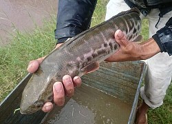 Một gia đình cùng nhau làm thịt vịt nhưng vô tình bắt thêm cả rổ cá khiến dân mạng thi nhau trầm trồ