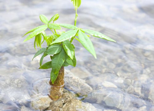 6 loại cây phong thủy ở đâu lộc theo đến đấy, nhà nào cũng nên có ít nhất 1 cây