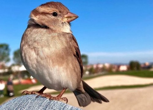 Xôn xao chú chim sẻ quyến luyến không rời chủ, có tài khoản mạng xã hội hàng nghìn người theo dõi