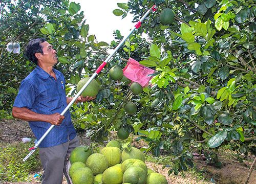 Cựu chiến binh giúp nhau làm kinh tế