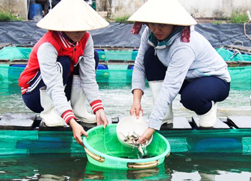 Toàn tỉnh Khánh Hòa có 252 cơ sở sản xuất giống thủy sản