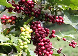 Giá cà phê hôm nay 11/11: Robusta vẫn giữ mốc 2.200 USD/tấn, nông dân phấn khởi vụ mới được giá