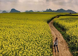 Lạc chân đến những cánh đồng hoa cải La Bình đẹp như 'thiên đường giữa nhân gian'