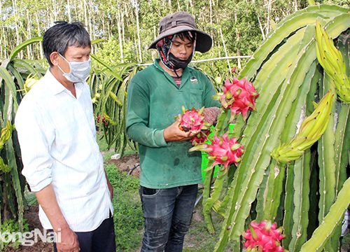 Làm thanh long hữu cơ xuất khẩu