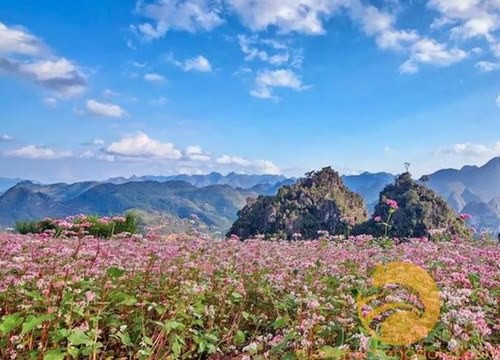 Những điểm ngắm hoa tam giác mạch 'đẹp như tranh' ở Hà Giang