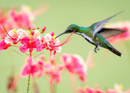 Sinh vào 3 tháng Âm lịch này là người mạnh mẽ, không ngại áp lực, tương lai sung túc, thịnh vượng