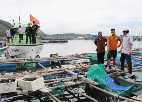 Sớm xử lý lấn chiếm luồng lạch ở khu tránh bão vịnh Xuân Đài (Phú Yên)