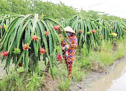 Xây dựng mã số vùng trồng cho các loại cây trồng