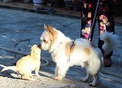 Bà cô Sài Gòn nuôi 100 con chó trong nhà, hàng xóm phát điên, dân mạng chia phe tranh cãi