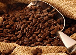 Giá cà phê hôm nay 14/11: Nhu cầu robusta còn thiếu, giá vẫn được hưởng lợi về trung và dài hạn