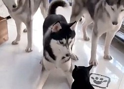 Một mình mèo mun solo với 3 chú ngáo Husky